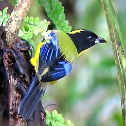Black-chinned Mountain Tanager - ML205066751