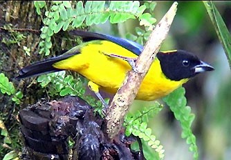 Black-chinned Mountain Tanager - Josep del Hoyo