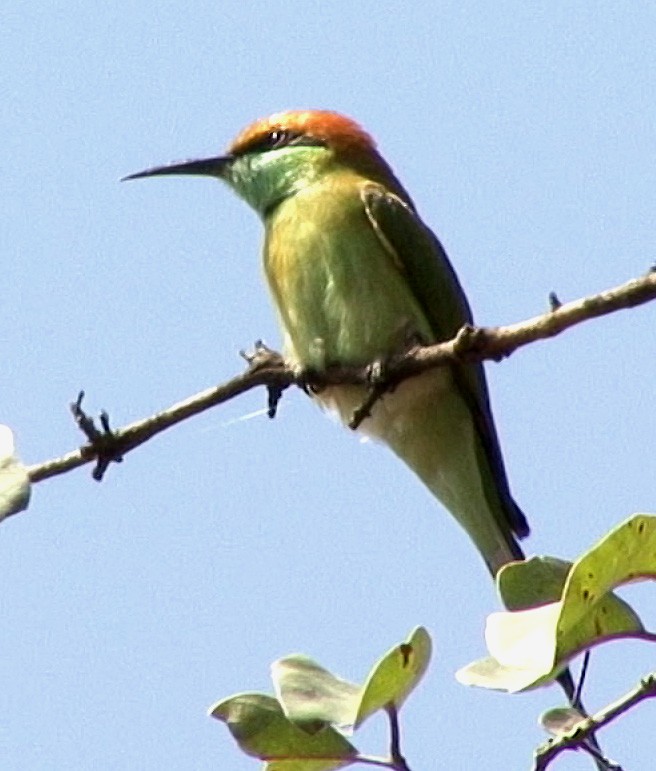 Asian Green Bee-eater - ML205066931