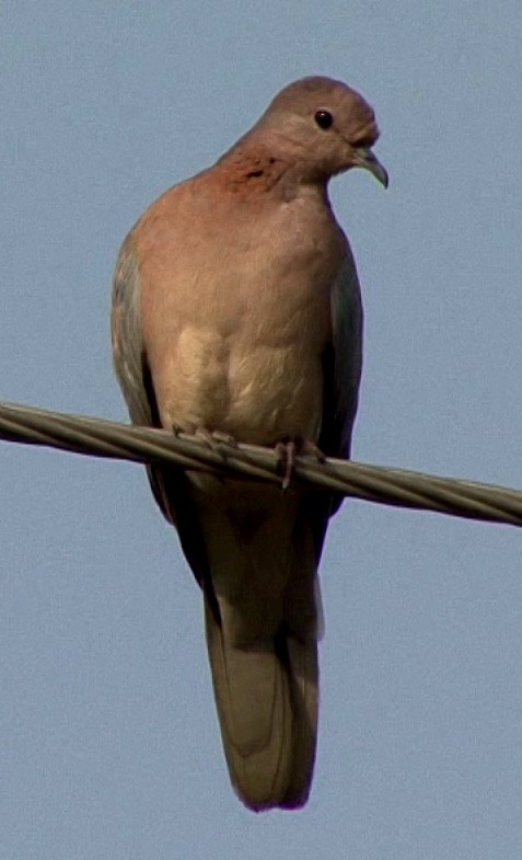 Laughing Dove - ML205067071