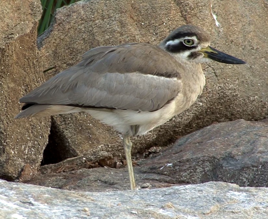 Great Thick-knee - ML205067091