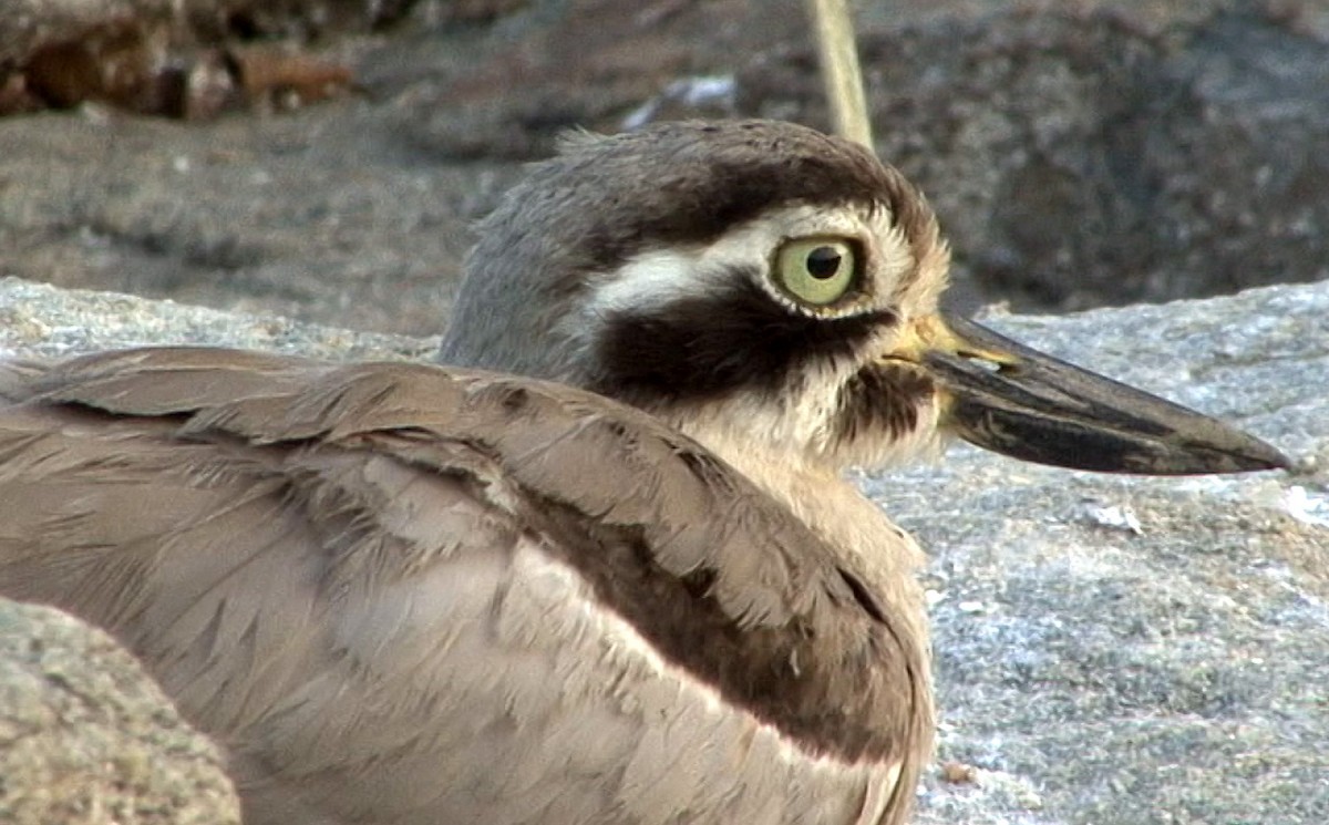 Great Thick-knee - ML205067101