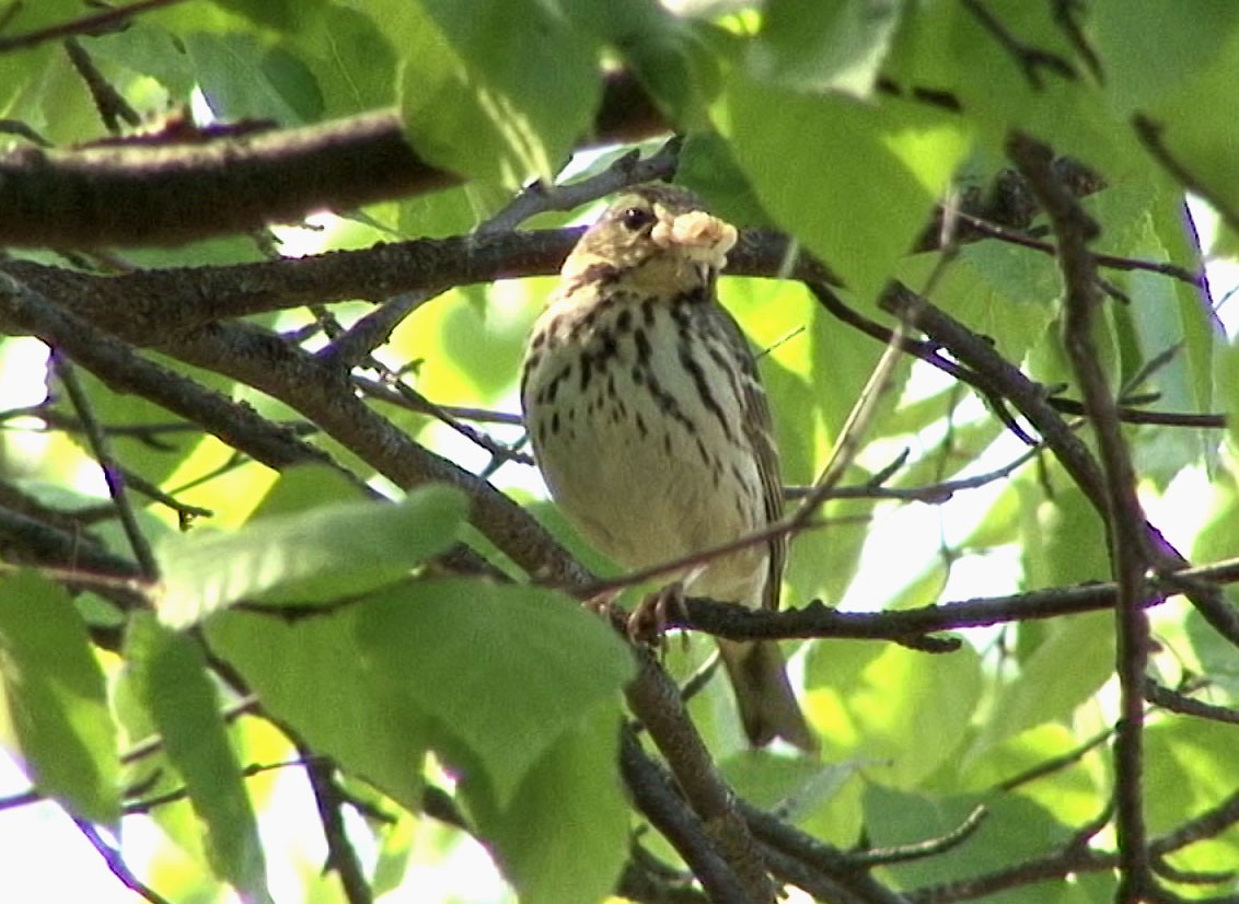 Olive-backed Pipit - ML205067171