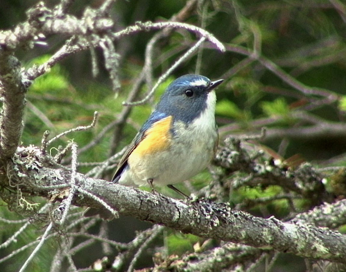 Red-flanked Bluetail - ML205067281