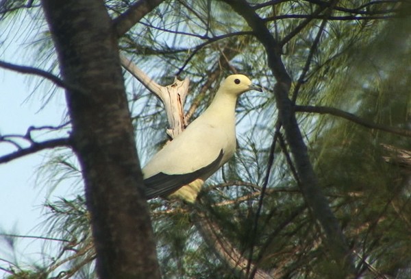 Pied Imperial-Pigeon - ML205067541