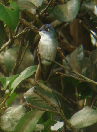 Azure-crowned Hummingbird - Alberto Lobato (El Chivizcoyo)