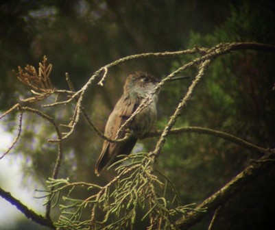 Azure-crowned Hummingbird - ML205068071