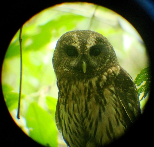 Mottled Owl (Mottled) - Alberto Lobato (El Chivizcoyo)