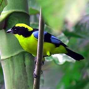 Blue-winged Mountain Tanager (Blue-winged) - ML205068411