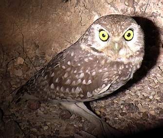 Burrowing Owl (grallaria) - Josep del Hoyo