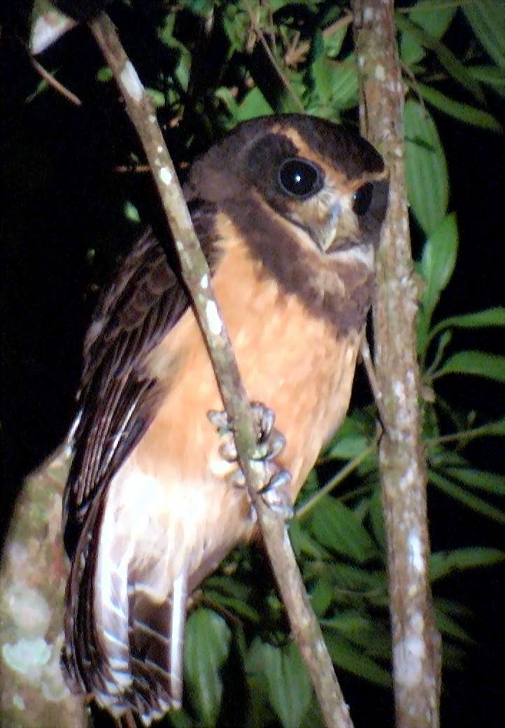 Tawny-browed Owl - ML205068481