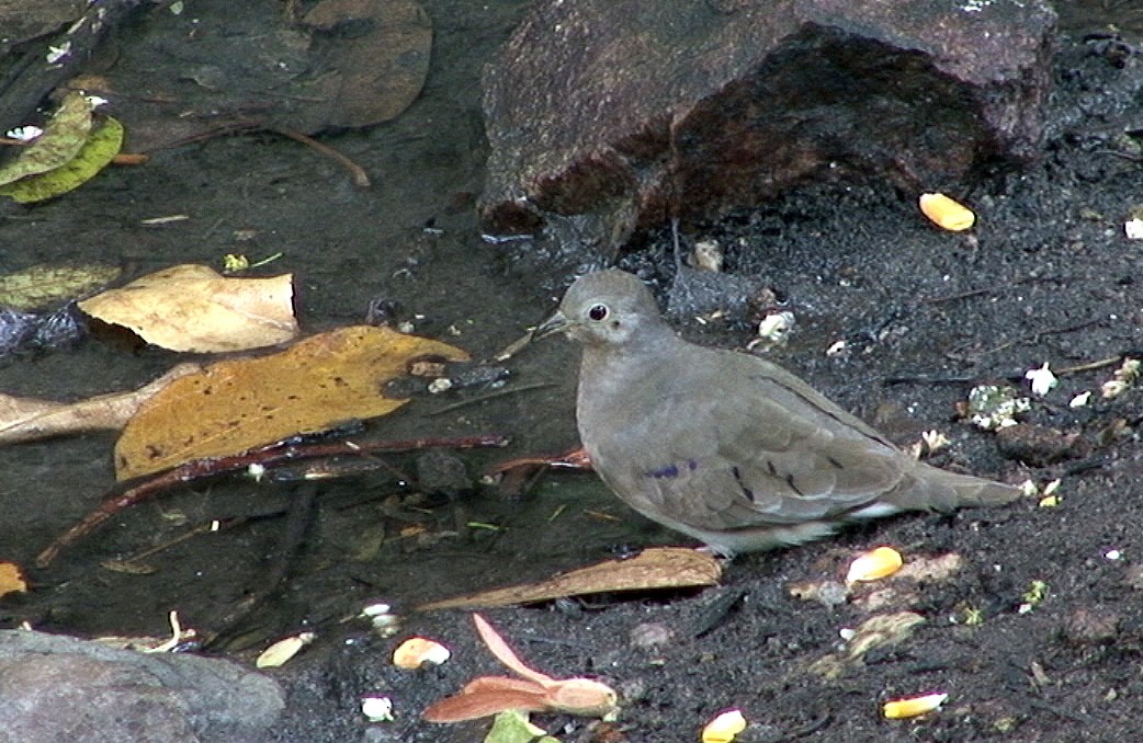 Plain-breasted Ground Dove - ML205068521