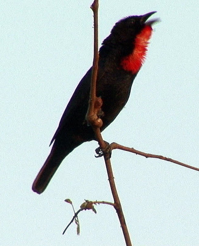 Scarlet-throated Tanager - ML205068701