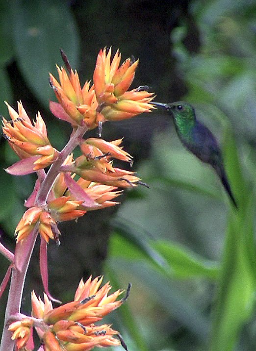 kolibřík pralesní - ML205068811