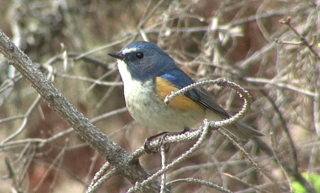 Red-flanked Bluetail - ML205068931