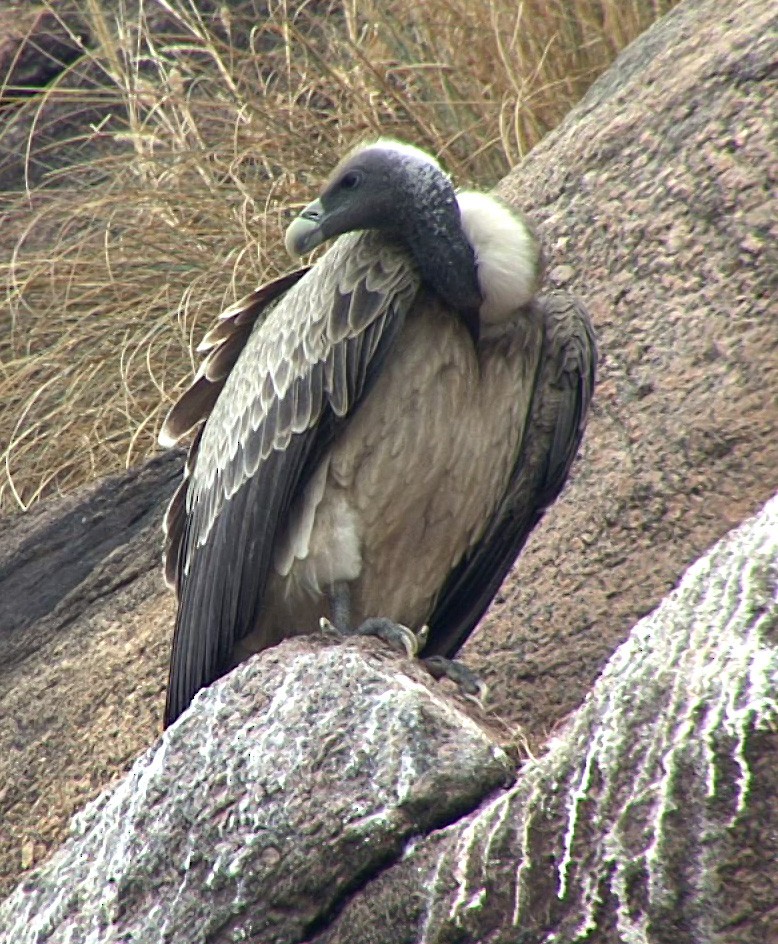 Indian Vulture - ML205069041