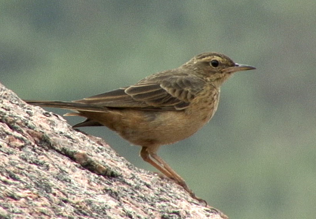 Long-billed Pipit (Indian) - ML205069051