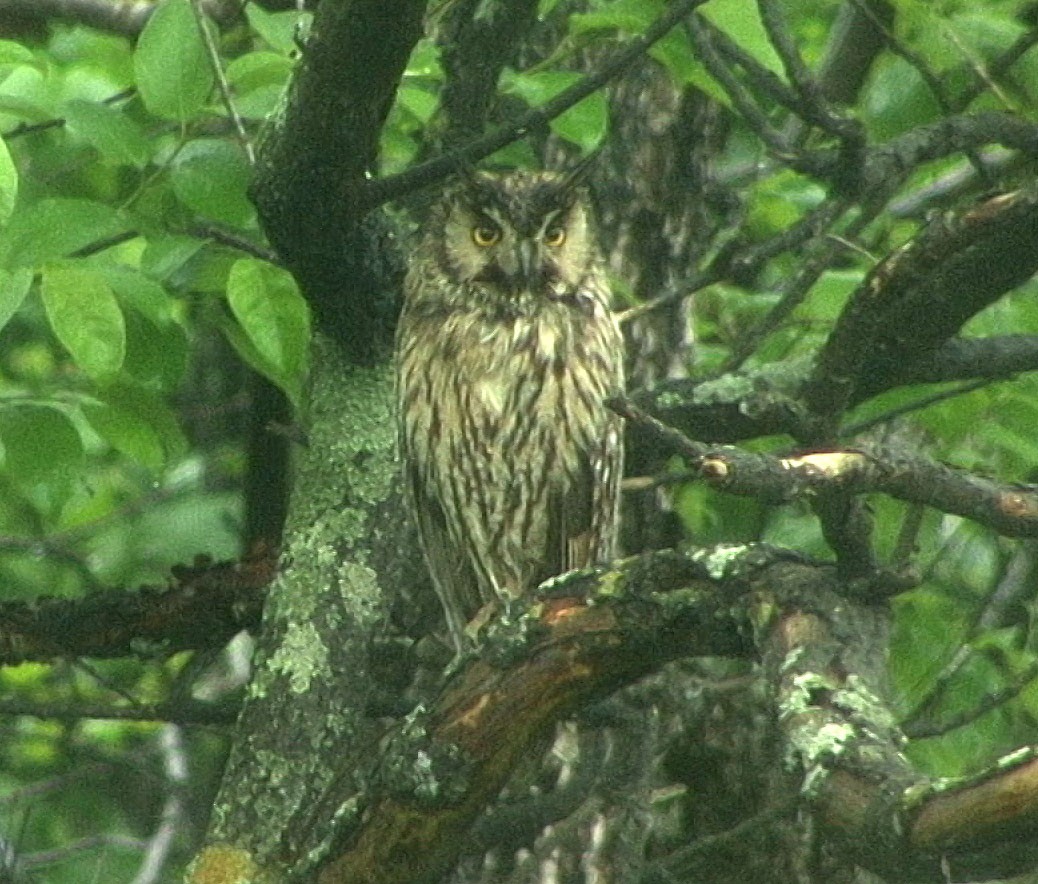 Long-eared Owl (Eurasian) - Josep del Hoyo