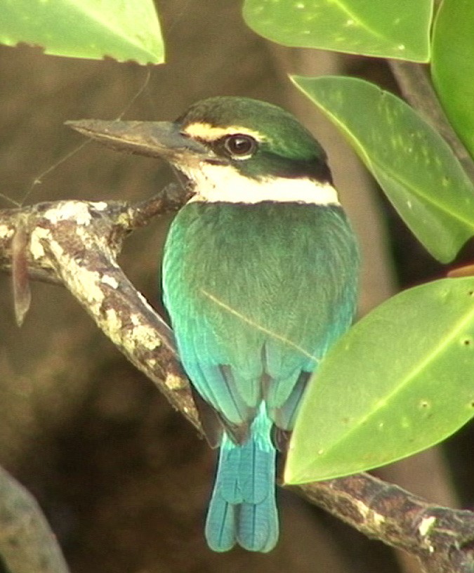 Collared Kingfisher (Oriental) - Josep del Hoyo