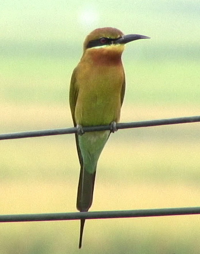 Blue-tailed Bee-eater - ML205069221