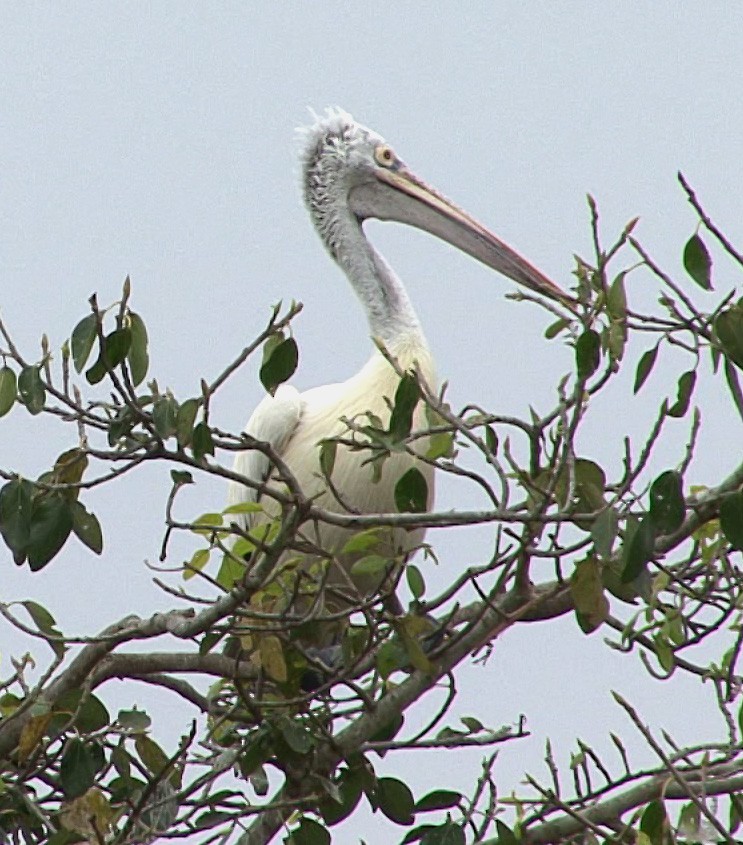 Spot-billed Pelican - Josep del Hoyo