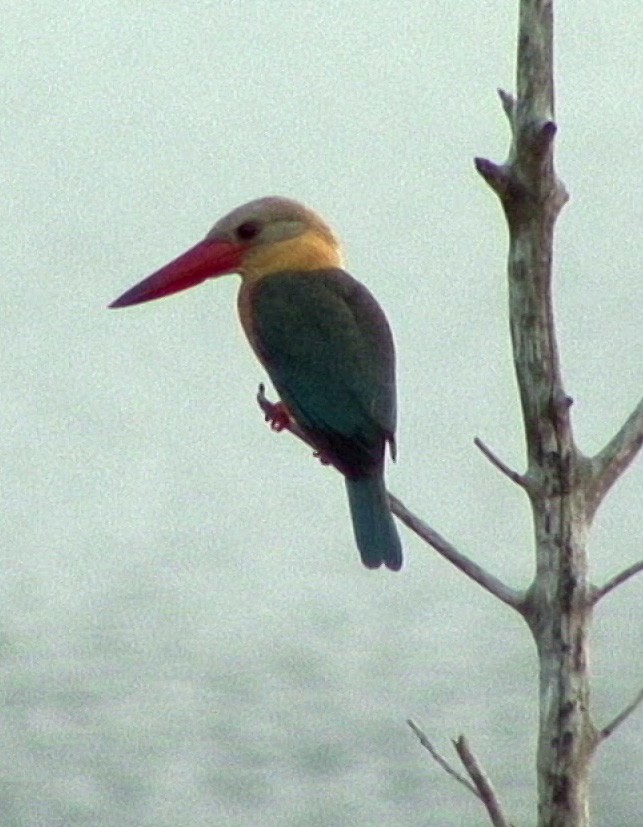Stork-billed Kingfisher - ML205069331