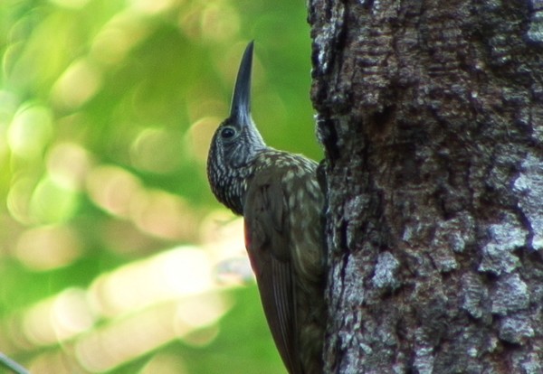 Strong-billed Woodcreeper (Carajas) - ML205069511