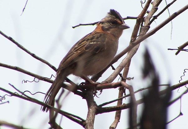 Rufous-collared Sparrow (Rufous-collared) - Josep del Hoyo