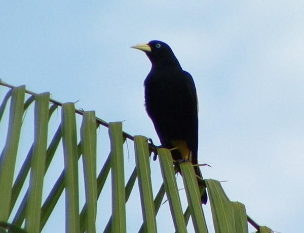 Yellow-rumped Cacique (Amazonian) - ML205069541