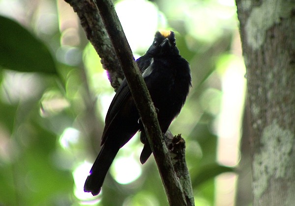 Fulvous-crested Tanager - Josep del Hoyo