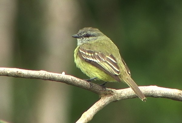 Yellow-crowned Tyrannulet - ML205069801