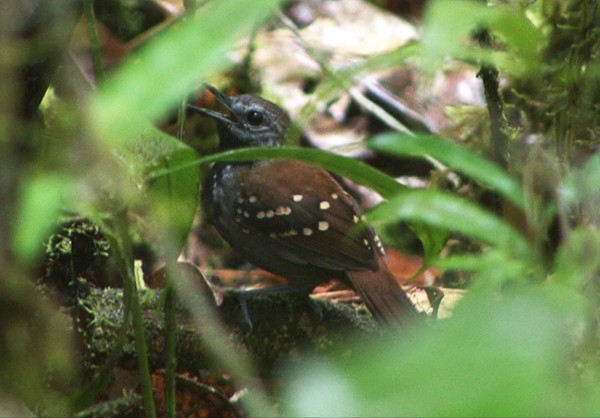 Gray-bellied Antbird - ML205069881