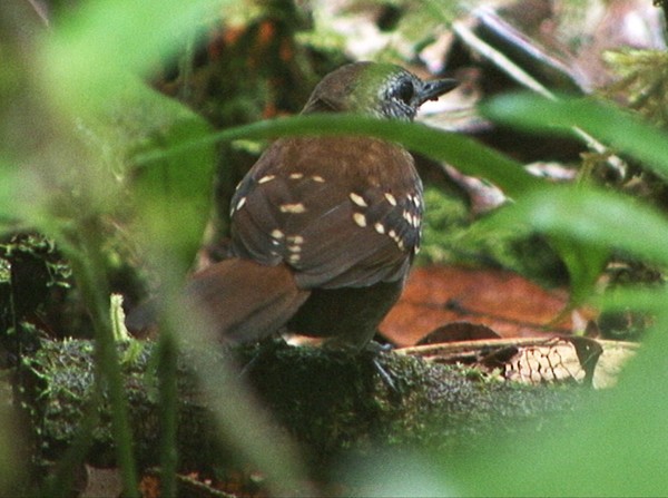 Gray-bellied Antbird - ML205069891
