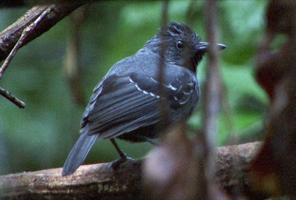 Black-headed Antbird (Amazonas) - ML205069901