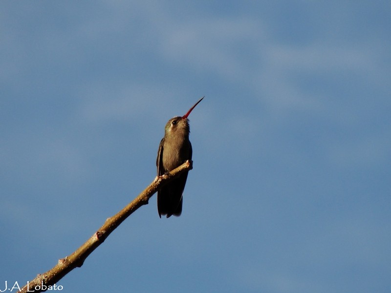 Dusky Hummingbird - Alberto Lobato (El Chivizcoyo)