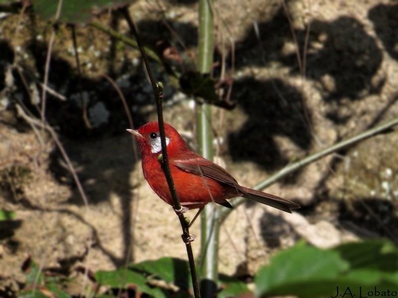 Red Warbler - Alberto Lobato (El Chivizcoyo)