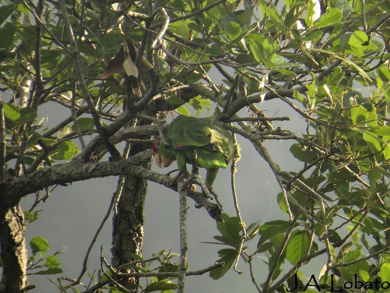 Red-crowned Parrot - ML205070081