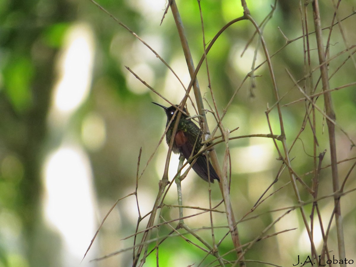 Stripe-tailed Hummingbird - Alberto Lobato (El Chivizcoyo)
