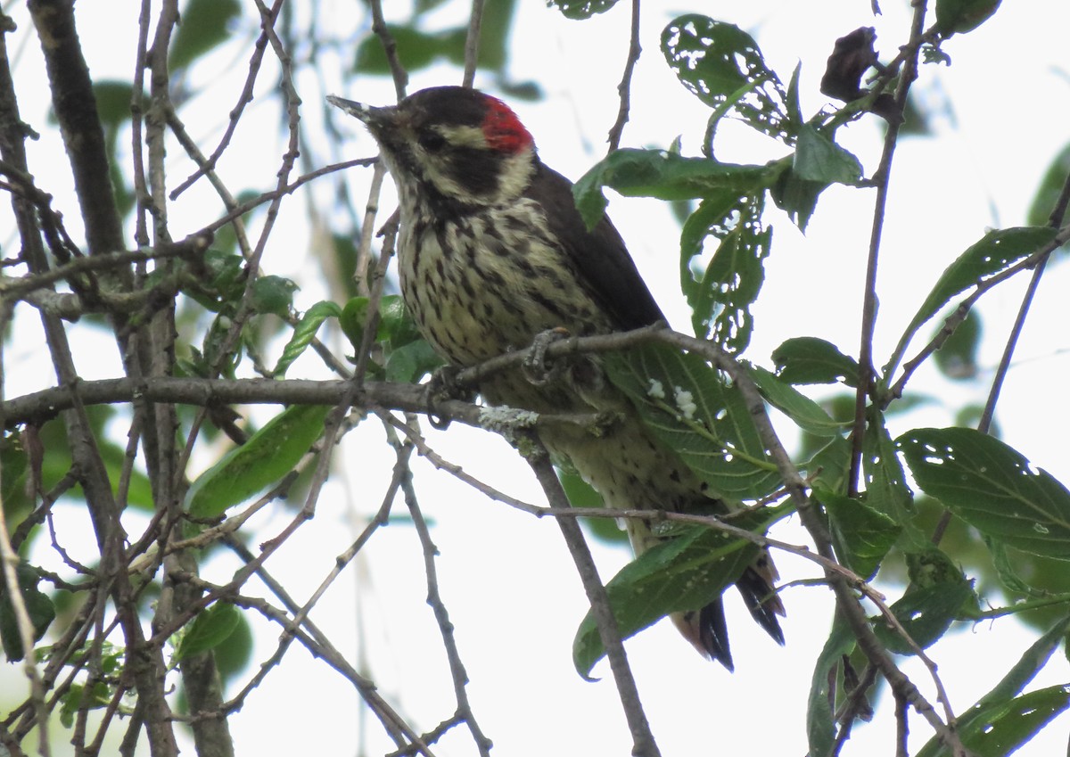 Strickland's Woodpecker - Alberto Lobato (El Chivizcoyo)