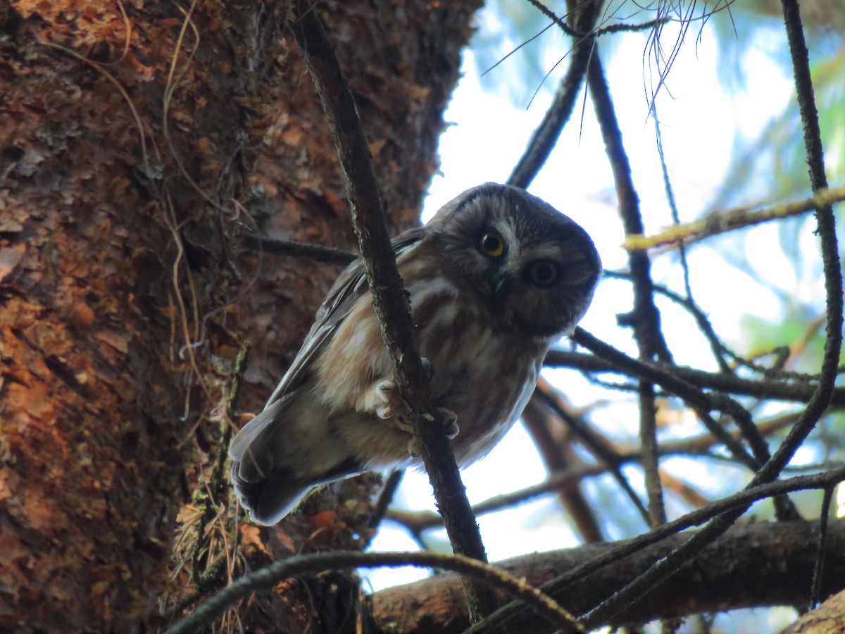 Northern Saw-whet Owl (acadicus) - Alberto Lobato (El Chivizcoyo)