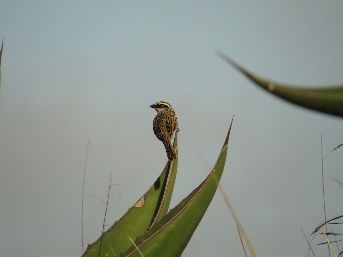 Striped Sparrow - Alberto Lobato (El Chivizcoyo)