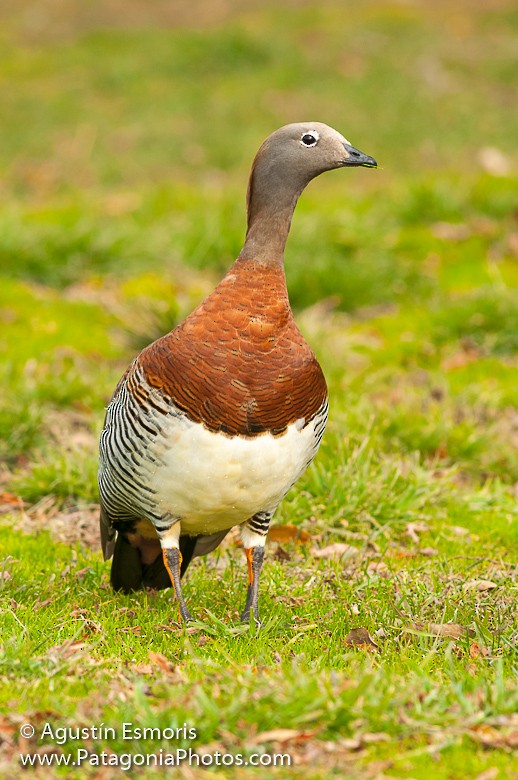 Ashy-headed Goose - Agustín Esmoris / Birding Puerto Madryn Tours