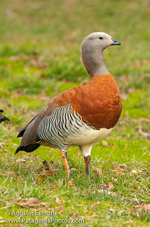 Ashy-headed Goose - Agustín Esmoris / Birding Puerto Madryn Tours