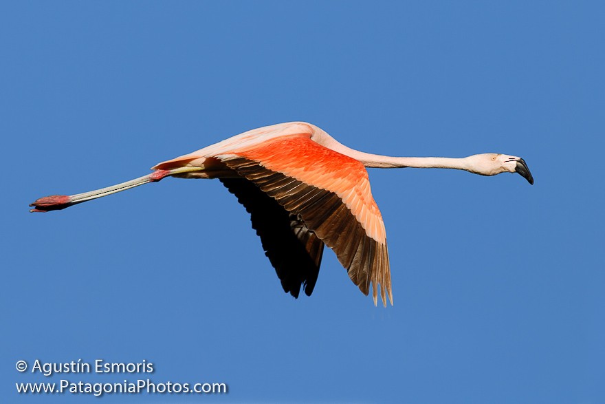 Chilean Flamingo - Agustín Esmoris / Birding Puerto Madryn Tours
