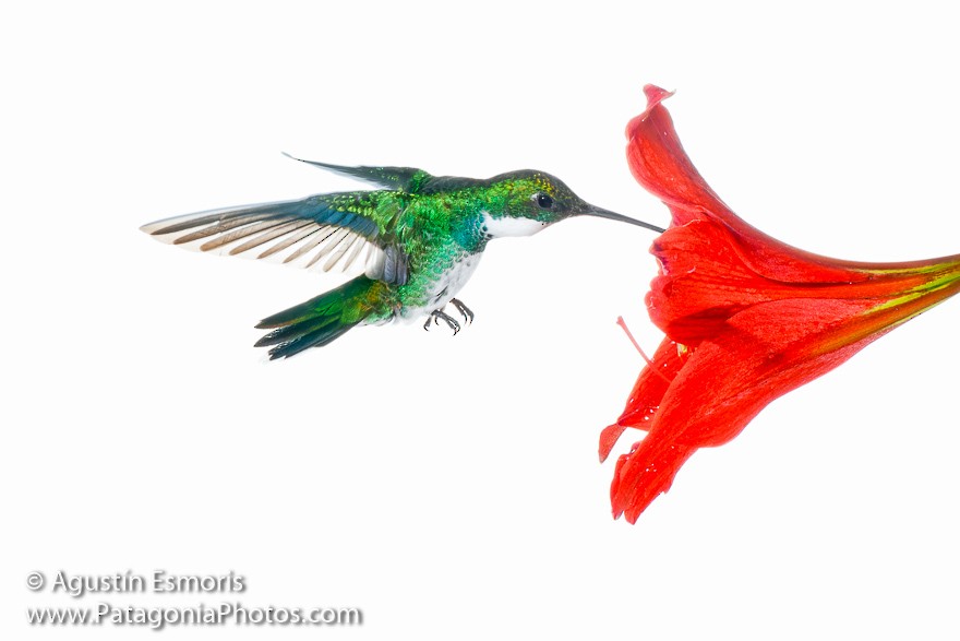 White-throated Hummingbird - Agustín Esmoris / Birding Puerto Madryn Tours