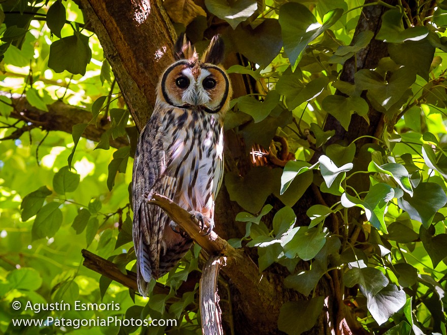 Striped Owl - Agustín Esmoris / Birding Puerto Madryn Tours