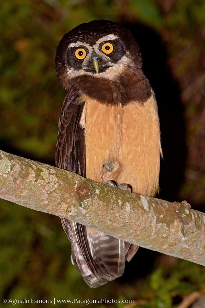 Spectacled Owl - Agustín Esmoris / Birding Puerto Madryn Tours
