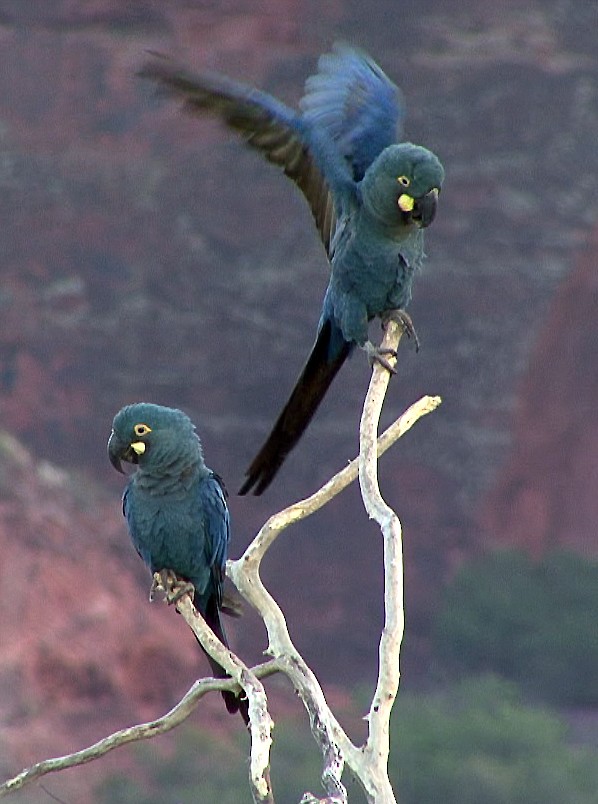 Indigo Macaw - Josep del Hoyo