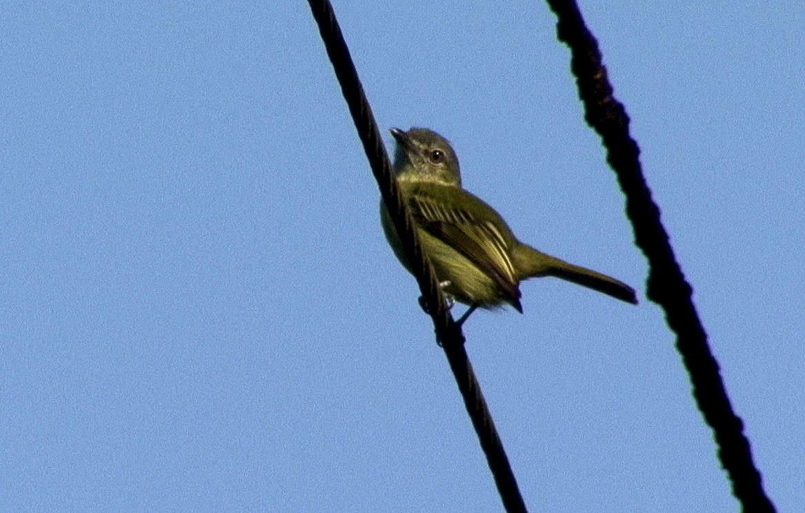 Gray-crowned Flatbill - ML205070741