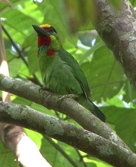 Red-throated Barbet - ML205071001